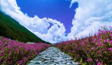 valley of flowers park